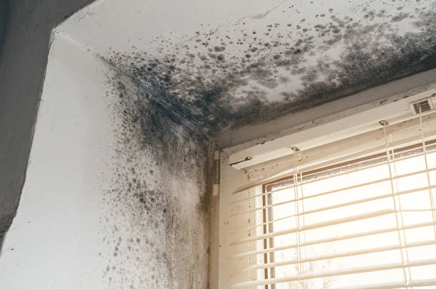 Affordable Mold Inspection And Testing solutions in Kearny, NJ